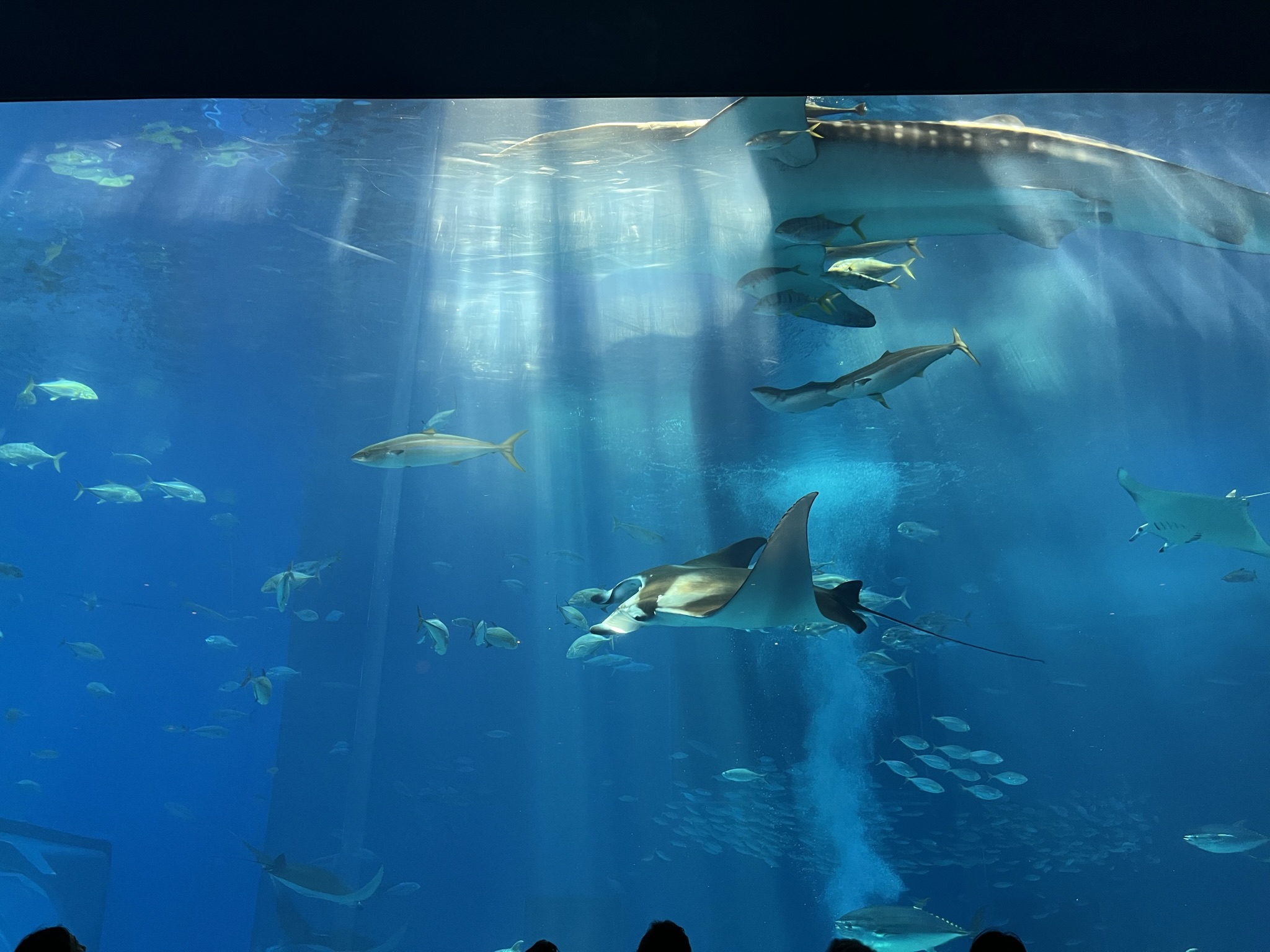沖縄の現地ツアー・アクティビティ予約